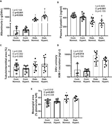 Diabetes and Hypertension Differentially Affect Renal Catecholamines and Renal Reactive Oxygen Species